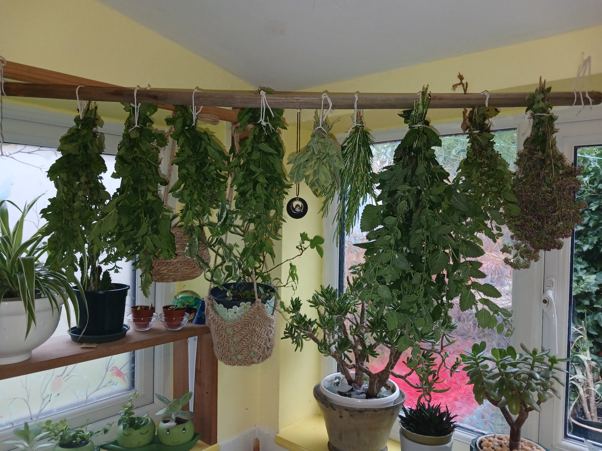 Handpicked herbs hanging to dry in a sunny Welsh herb room, surrounded by potted plants