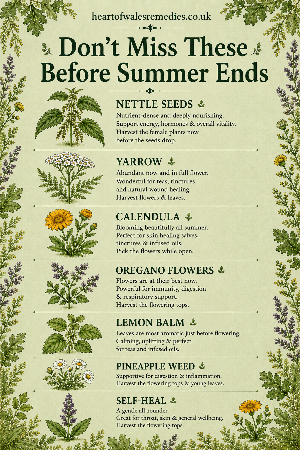 Infographic showing summer herbs to harvest before the season ends: nettle seeds, yarrow, calendula, oregano flowers, lemon balm, pineapple weed and self-heal.